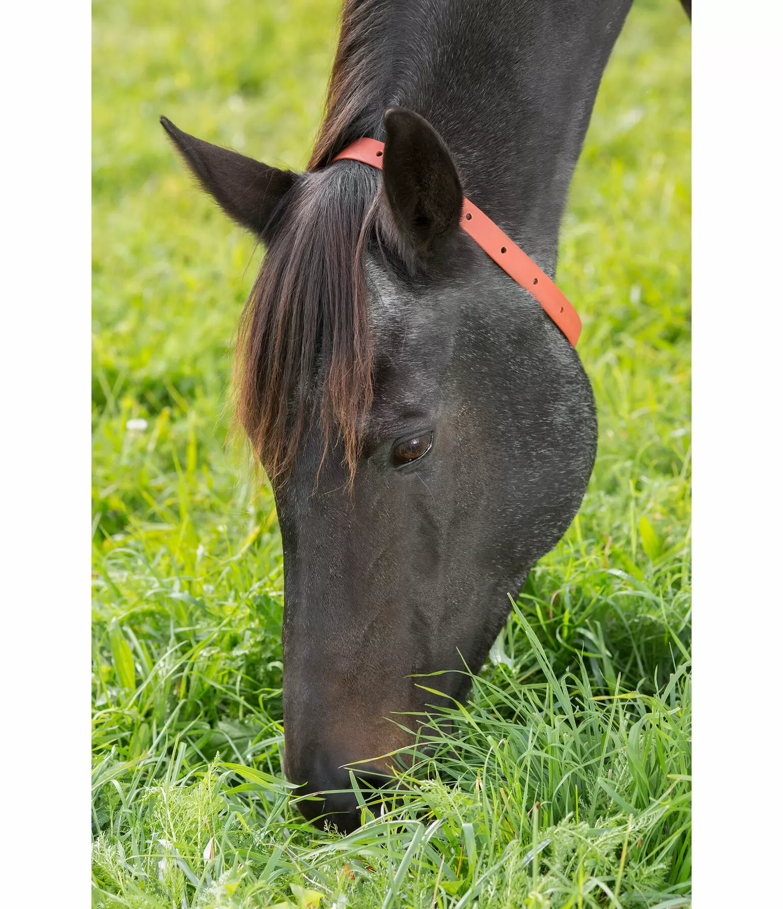 Collier anti-parasites pour cheval