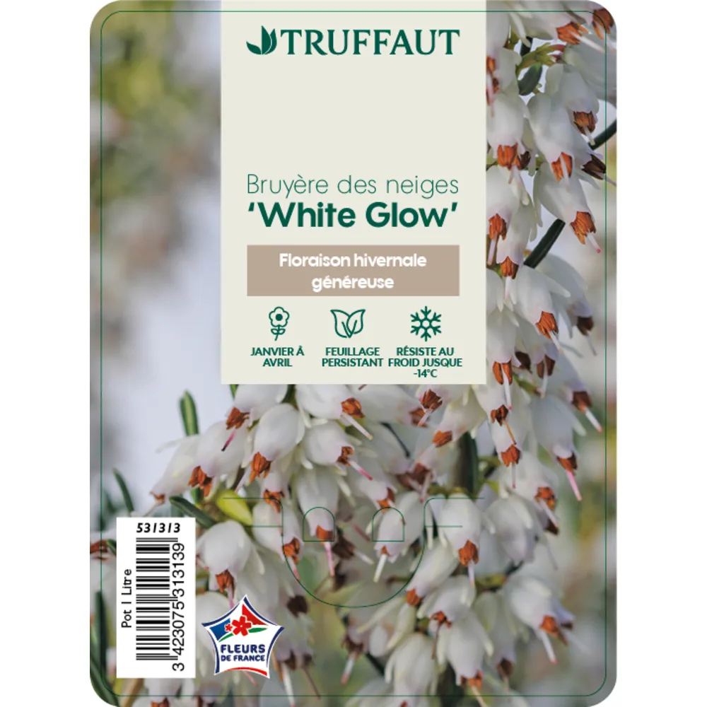 Erica x darleyensis 'White Glow' : ctr 1L
